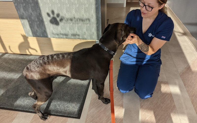 Pawtown Veterinary Care — Veterinarian in Bend