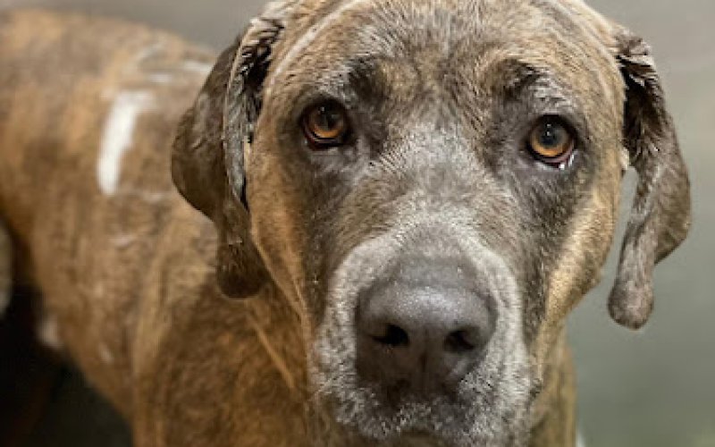 Pet Paradise — Pet boarding service in Bend
