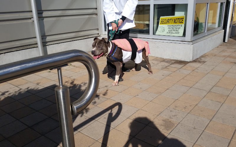 Berkeley Animal Care Services