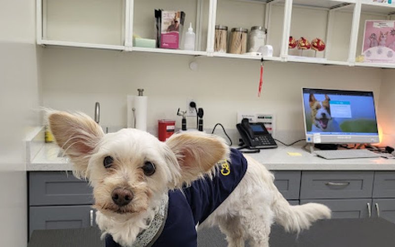 Berkeley Animal Hospital — Veterinarian in Berkeley