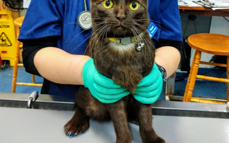 Berkeley Dog & Cat Hospital — Veterinarian in Berkeley