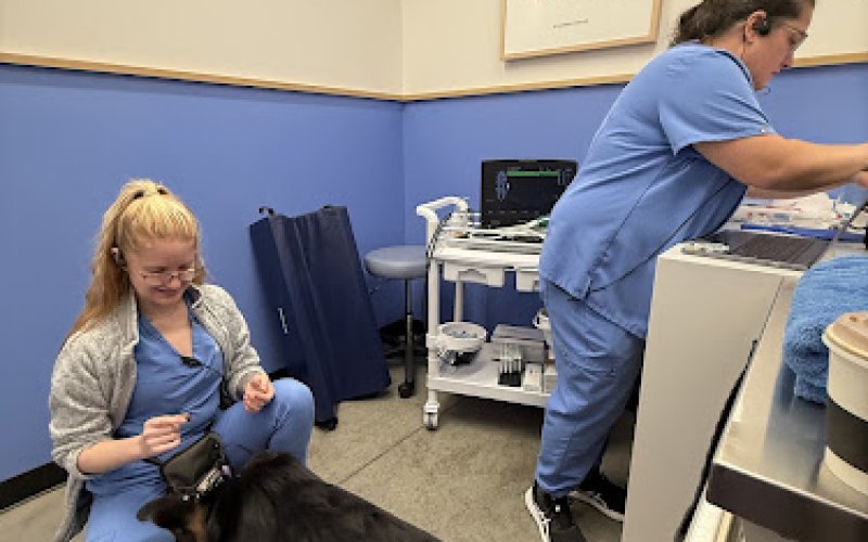 Modern Animal Berkeley — Veterinarian in Berkeley