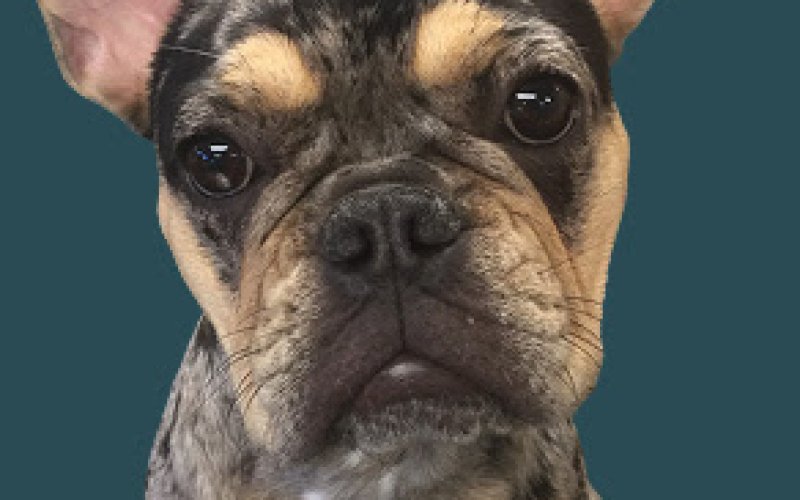 Shattuck Animal Care Clinic — Veterinarian in Berkeley