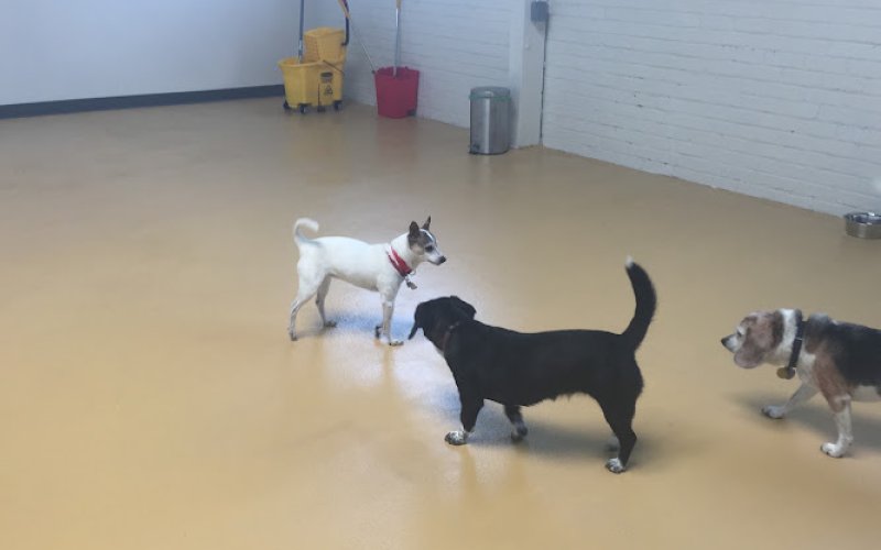 The Barkmont LLC — Dog day care center in Berkeley