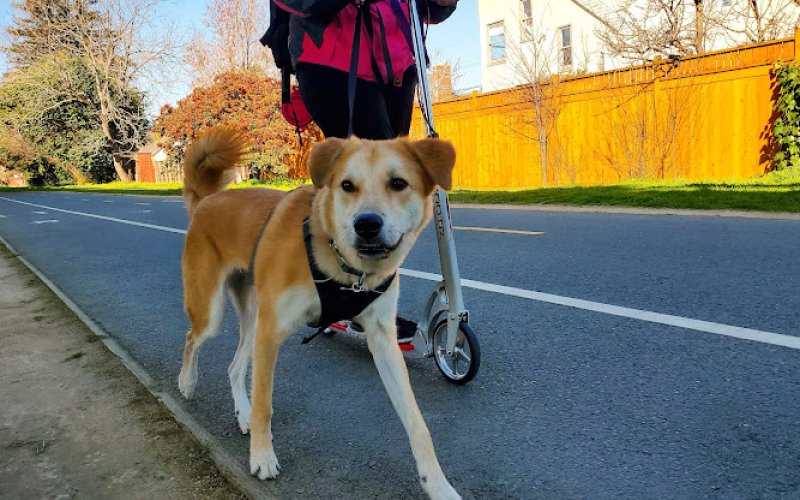 Travelers Pet Care — Dog walker in Berkeley