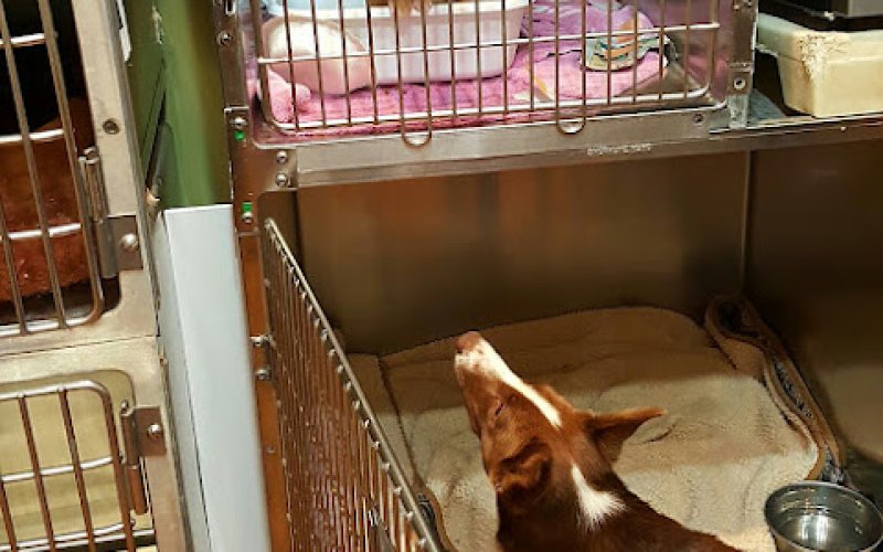A Home Vet