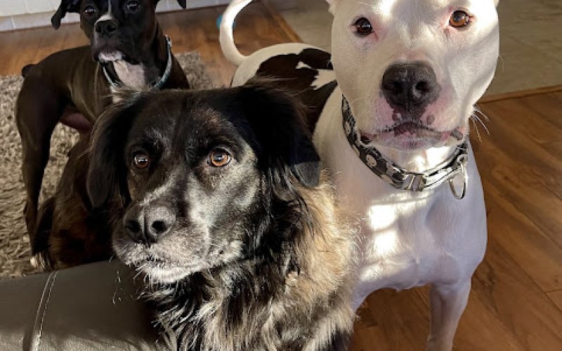 Big Sky Pet Center