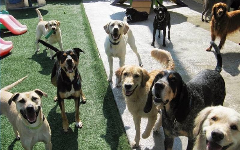 Big Sky Pet Resort