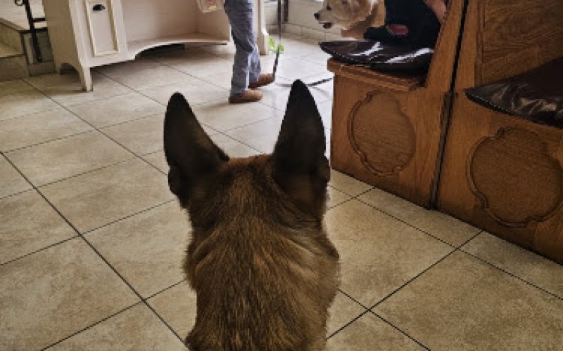 Community Pet Hospital
