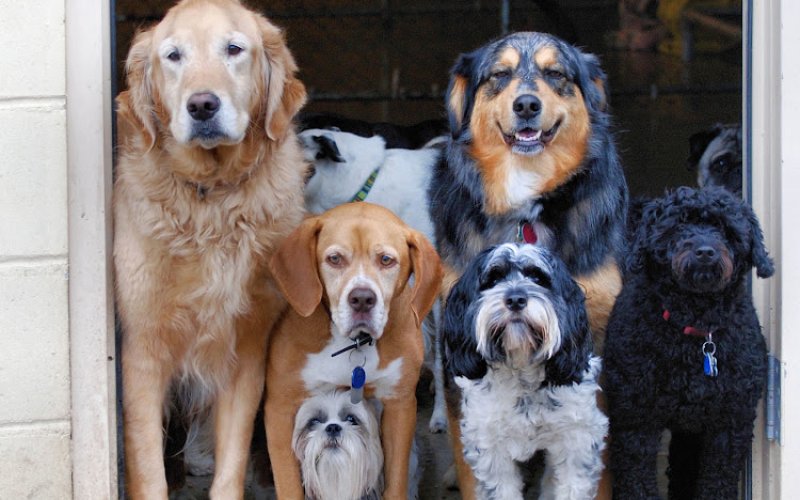 Lucky Dog Pet Lodge