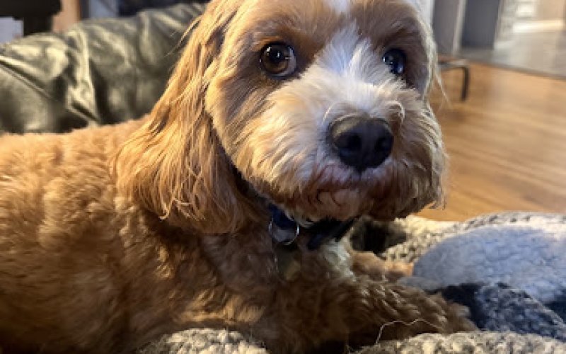 Minneapawlis Pet Boarding, LLC