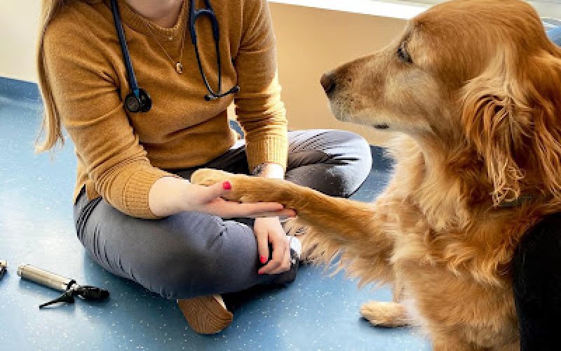 Nova Veterinary Clinic