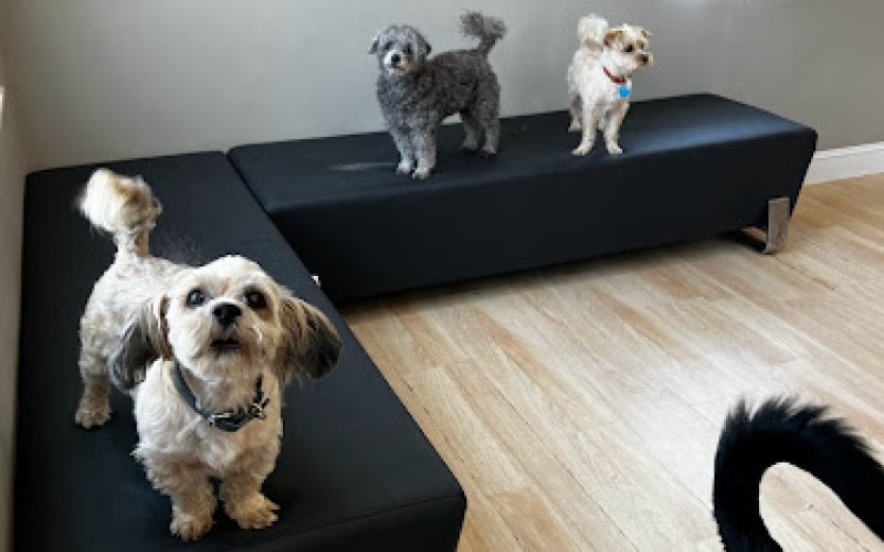 Boston's Best Dog Walkers And Pet Services