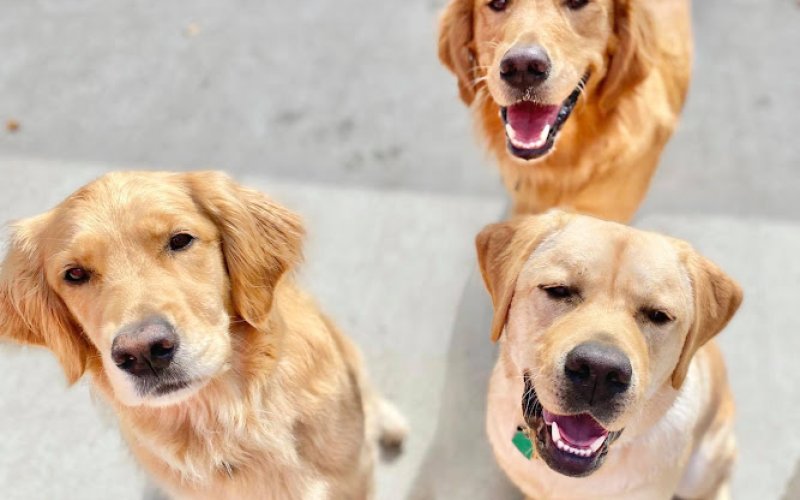 Red Dog Pet Resort & Spa Boston