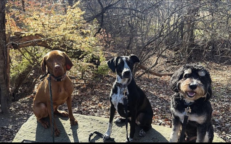 Sam’s Pet Patrol LLC