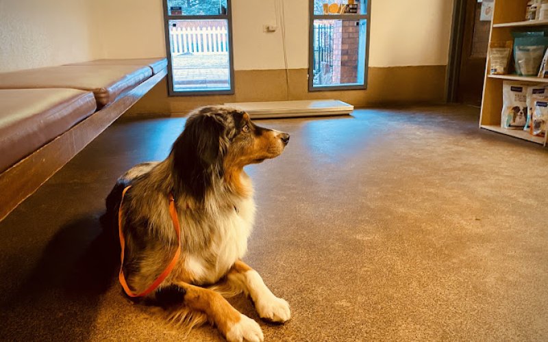Boulder Veterinary Hospital — Veterinarian in Boulder