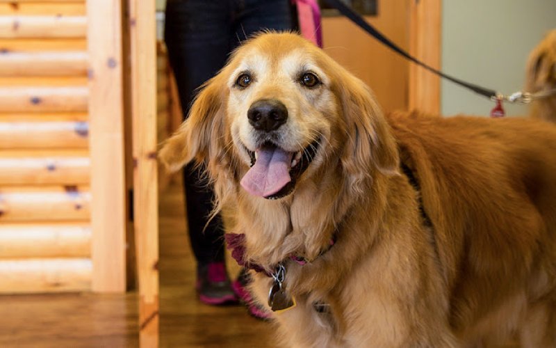Camp Bow Wow Boulder — Pet boarding service in Boulder