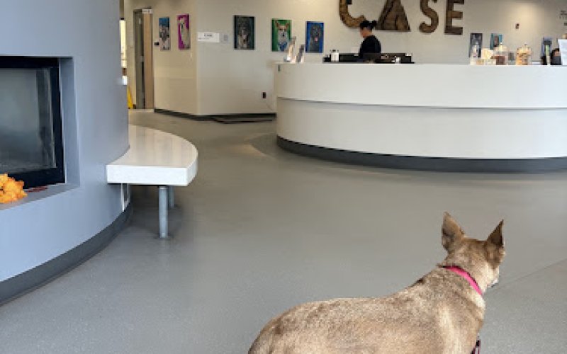 Colorado Animal Specialty & Emergency (CASE)