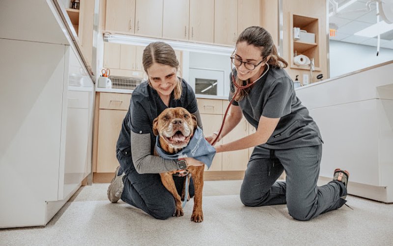 Pearl Street Animal Hospital — Veterinarian in Boulder