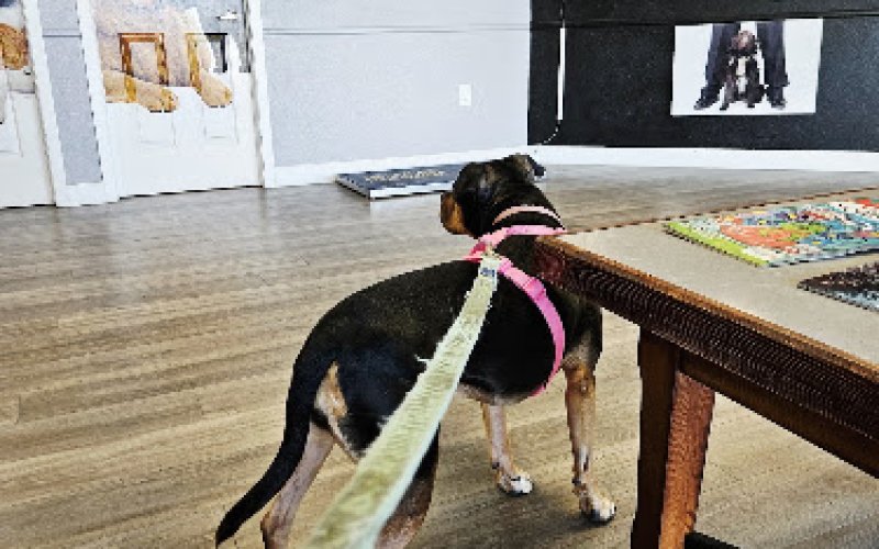 Pet Menders Animal Hospital - Boulder — Veterinarian in Boulder