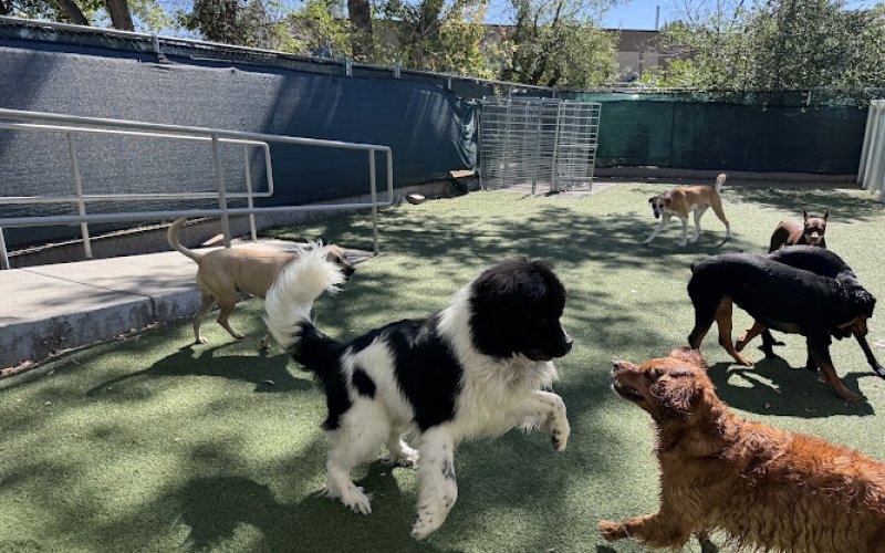 The Pet Spot — Pet boarding service in Boulder