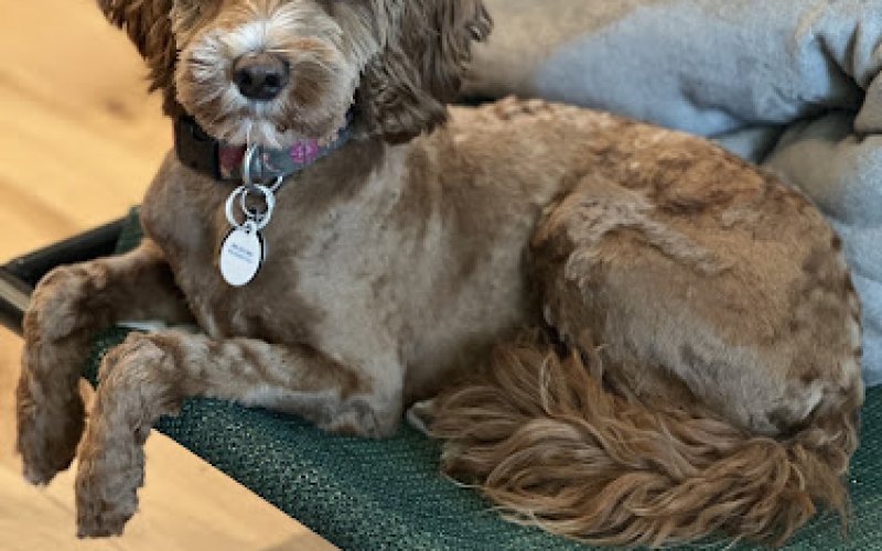 Vetco Total Care — Veterinarian in Boulder