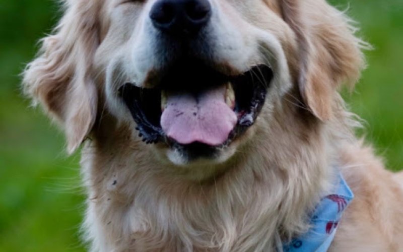 Ash Creek Animal Hospital & Spa