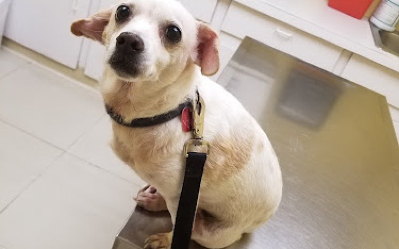 Brownsville Spay Neuter Clinic