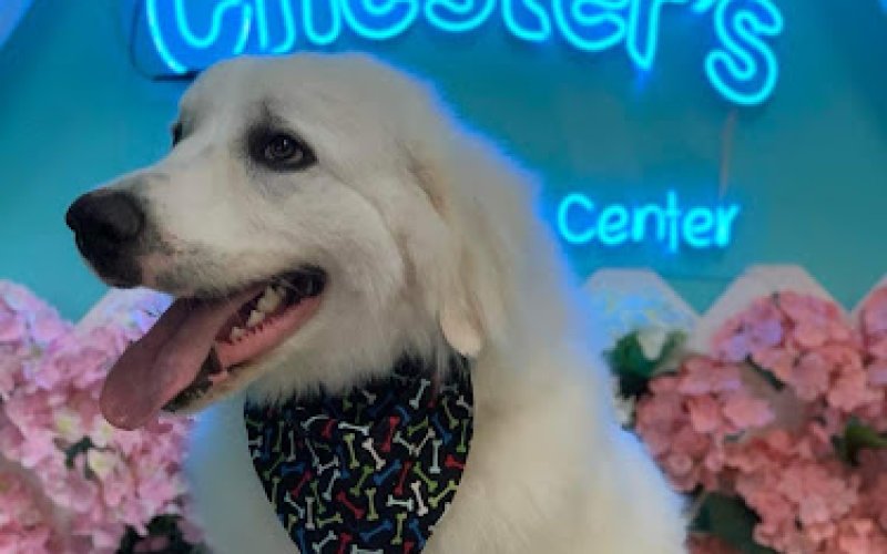 Chester’s Dog Daycare Center