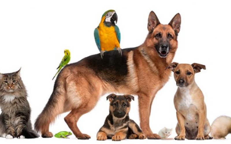 Companion Animal Hospital