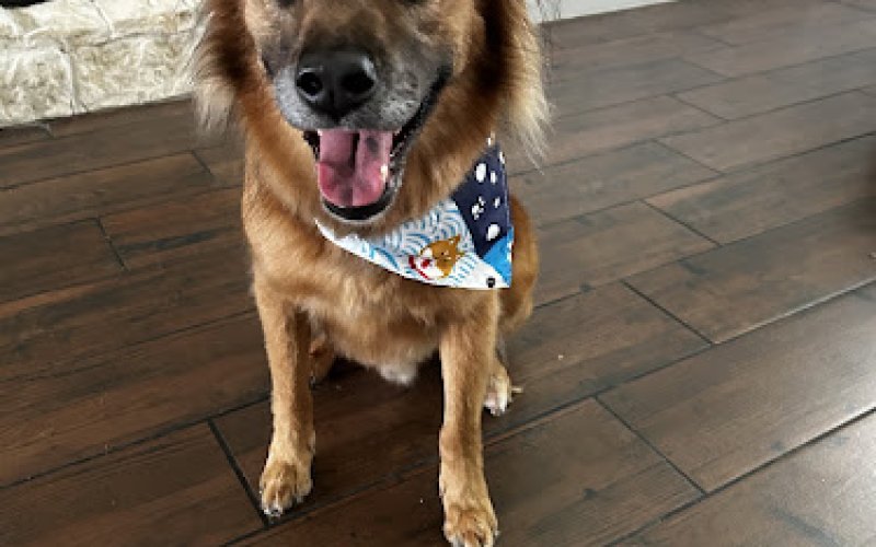FOUR PAWS PET HOTEL BOUTIQUE & SPA