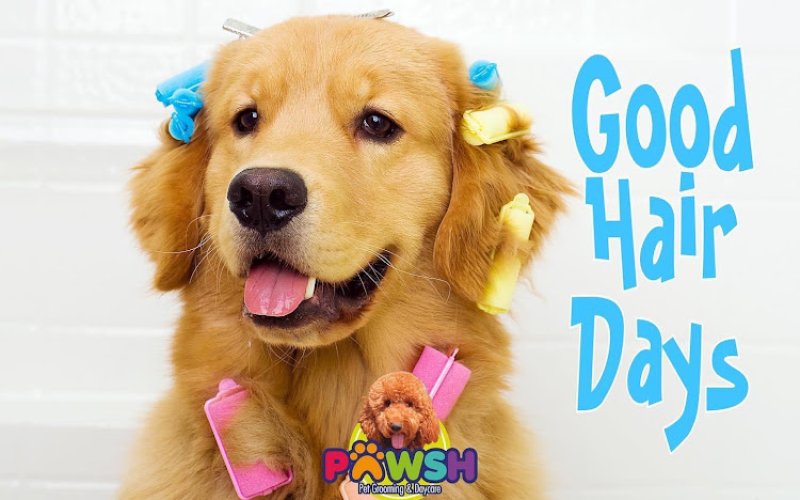 Pawsh Pet Grooming and Daycare - Brownsville