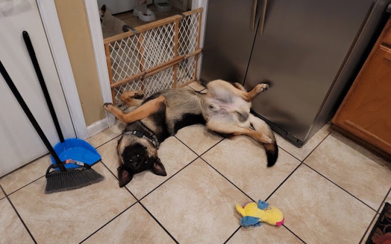 Buckeye Veterinary Services