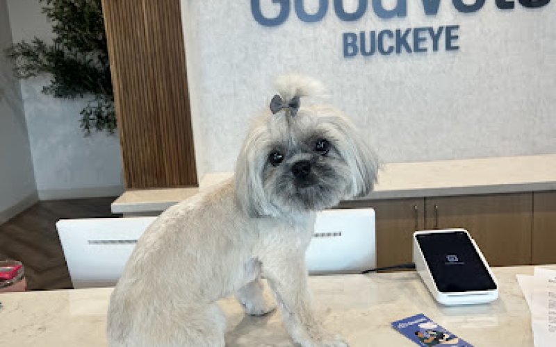 GoodVets Buckeye