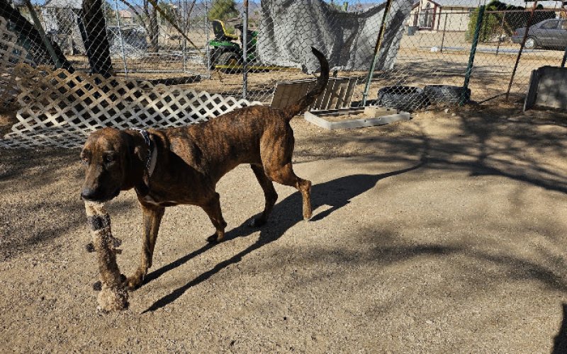 Lovet Pet Health Care - Verrado