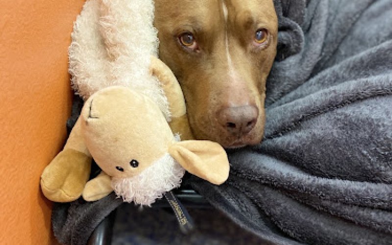 Marketside Animal Hospital at Verrado