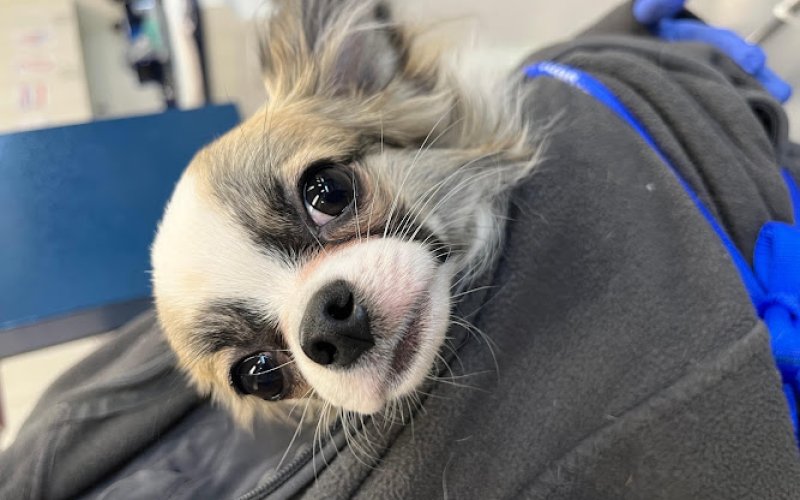 Animal Urgent Care