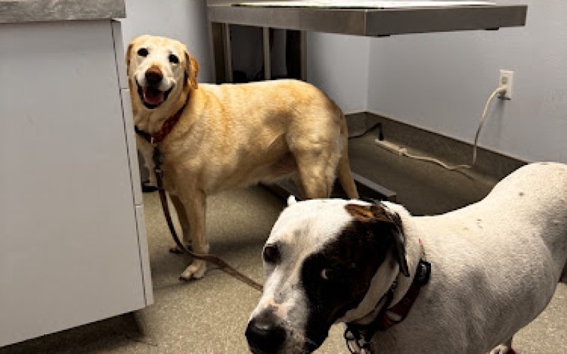 Toluca Burbank Dog & Cat Hospital