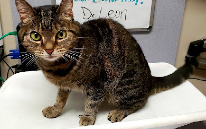 VCA Burbank Animal Hospital