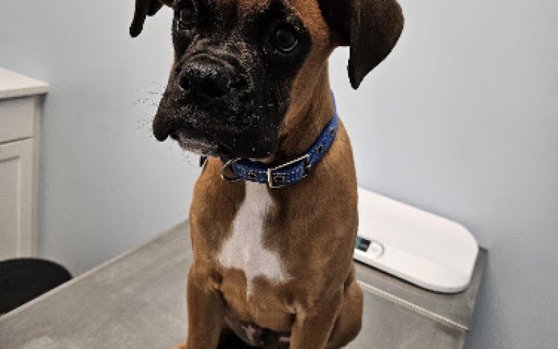Cape Coral Pet Vet North