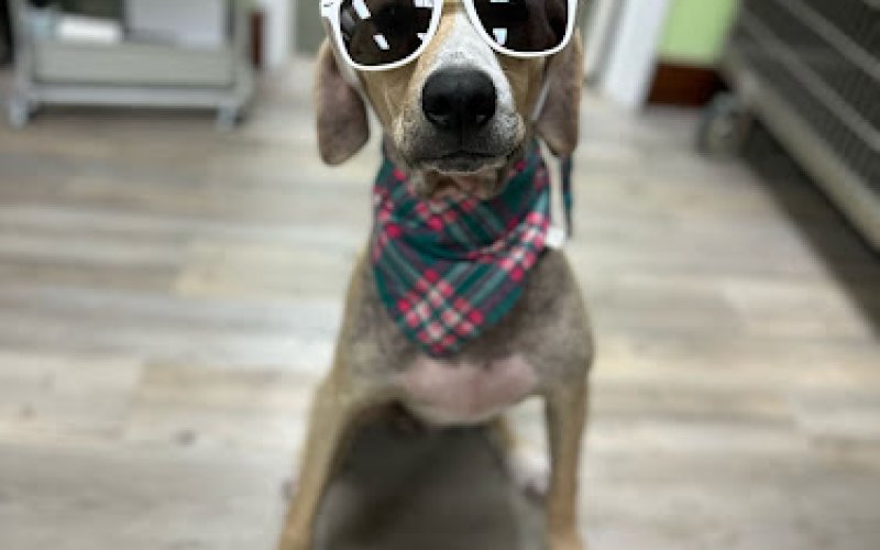 Waggin Tails Pet Care Animal Clinic.