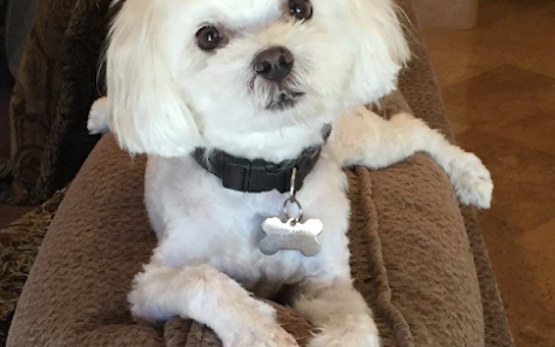Bressi Ranch Pet Hospital
