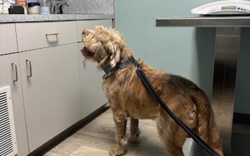 Carlsbad Animal Hospital
