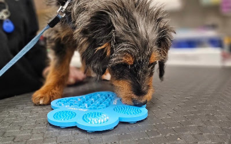Companion Animal Wellness Center