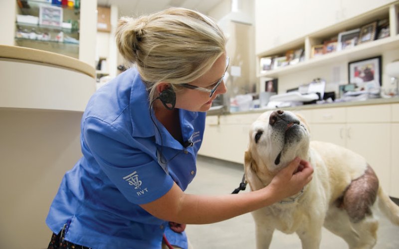 VCA California Veterinary Specialists-Carlsbad