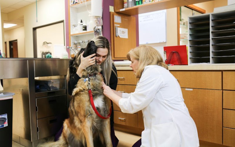 All Creatures Veterinary Center