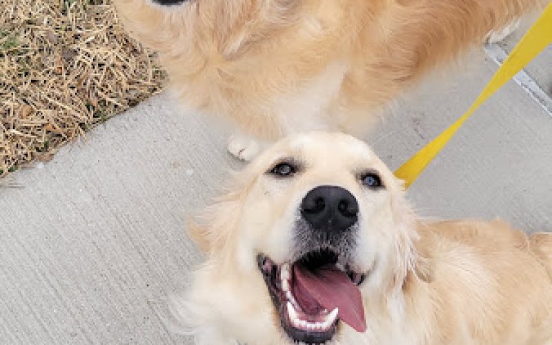 Carrollton Pet Sitting
