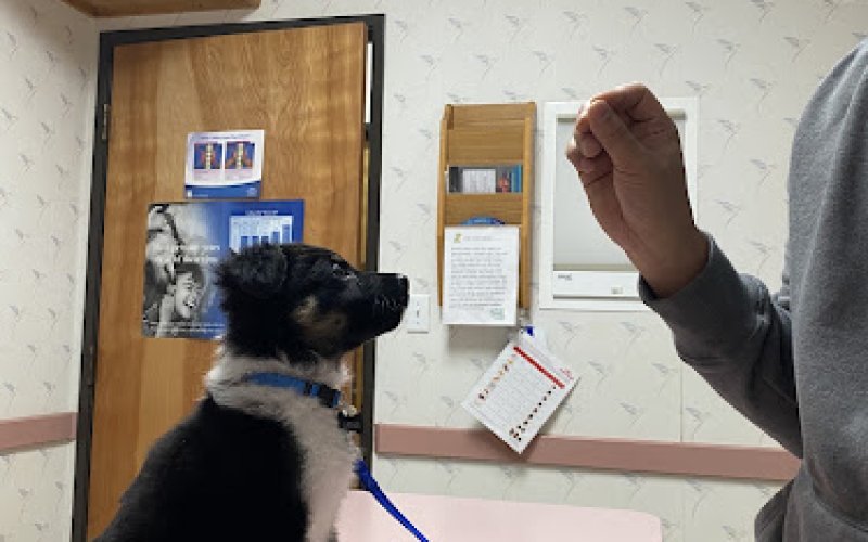 Carrollton West Pet Hospital