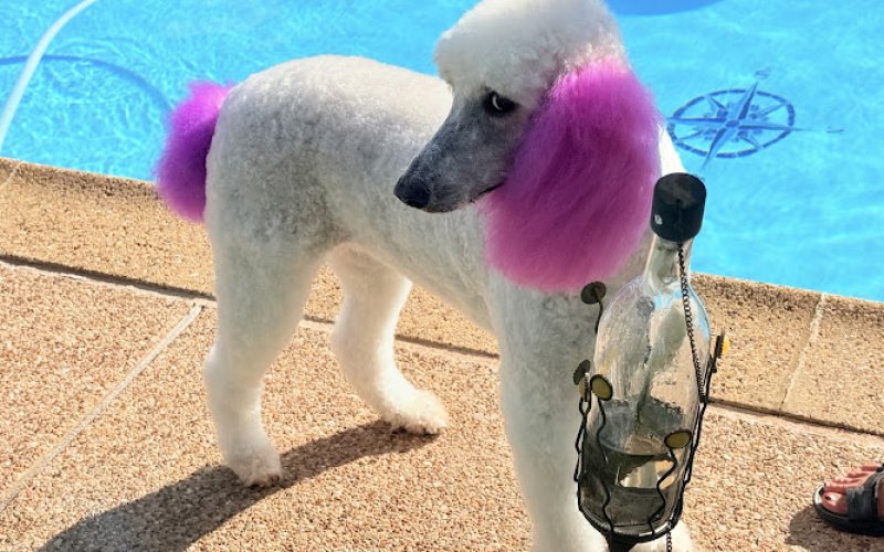 Pet Perfect Salon