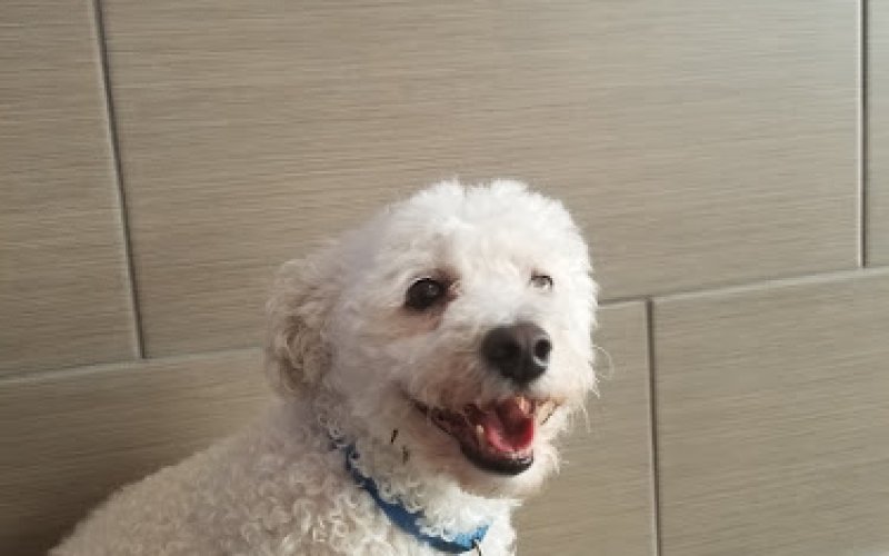 Vetsavers Pet Hospital